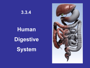 Human Digestive System 3.3.4