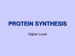 PROTEIN SYNTHESIS Higher Level