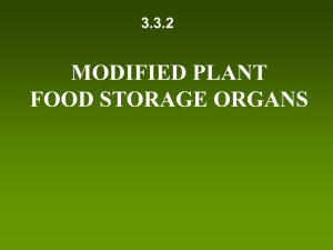 MODIFIED PLANT FOOD STORAGE ORGANS 3.3.2