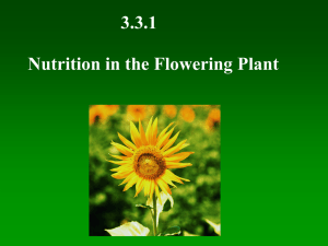 3.3.1 Nutrition in the Flowering Plant