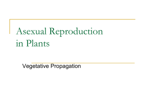 Asexual Reproduction in Plants Vegetative Propagation