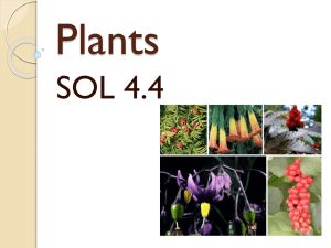 Plants SOL 4.4