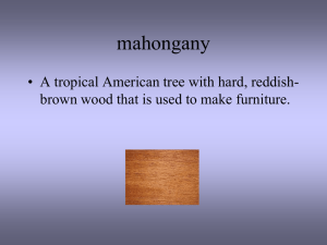 mahongany • A tropical American tree with hard, reddish-