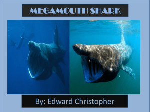 MEGAMOUTH SHARK By: Edward Christopher