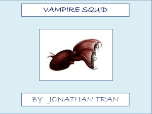 VAMPIRE SQUID BY   JONATHAN TRAN