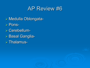 AP Review #6 Medulla Oblongata- Pons- Cerebellum-