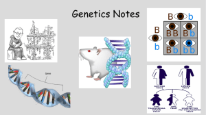 Genetics Notes