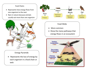 Food Chains  Represents how energy flows from one organism to the next
