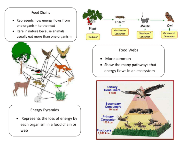 What Is A Food Web Energy Transferred In A Food Web Wiki | My XXX Hot Girl