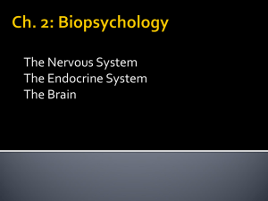 The Nervous System The Endocrine System The Brain