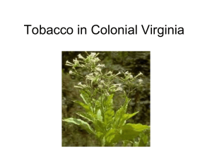 Tobacco in Colonial Virginia
