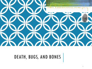 DEATH, BUGS, AND BONES 1