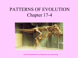 PATTERNS OF EVOLUTION Chapter 17-4