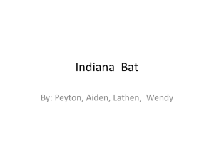 Indiana  Bat By: Peyton, Aiden, Lathen,  Wendy