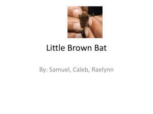 Little Brown Bat By: Samuel, Caleb, Raelynn