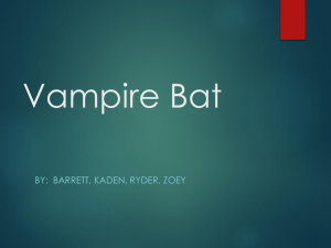 Vampire Bat BY:  BARRETT, KADEN, RYDER, ZOEY