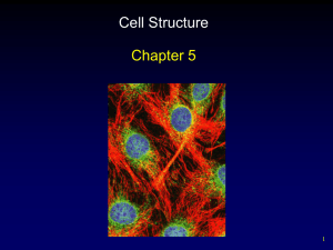 Cell Structure Chapter 5 1