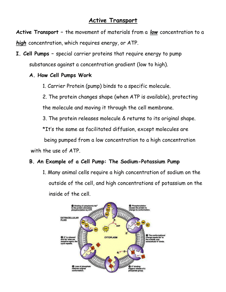 43-active-transport-worksheet-answers-worksheet-for-fun