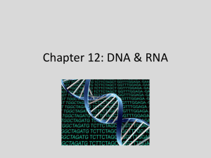 Chapter 12: DNA &amp; RNA
