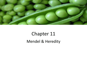 Chapter 11 Mendel &amp; Heredity