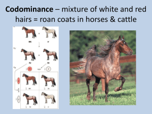 Codominance hairs = roan coats in horses &amp; cattle