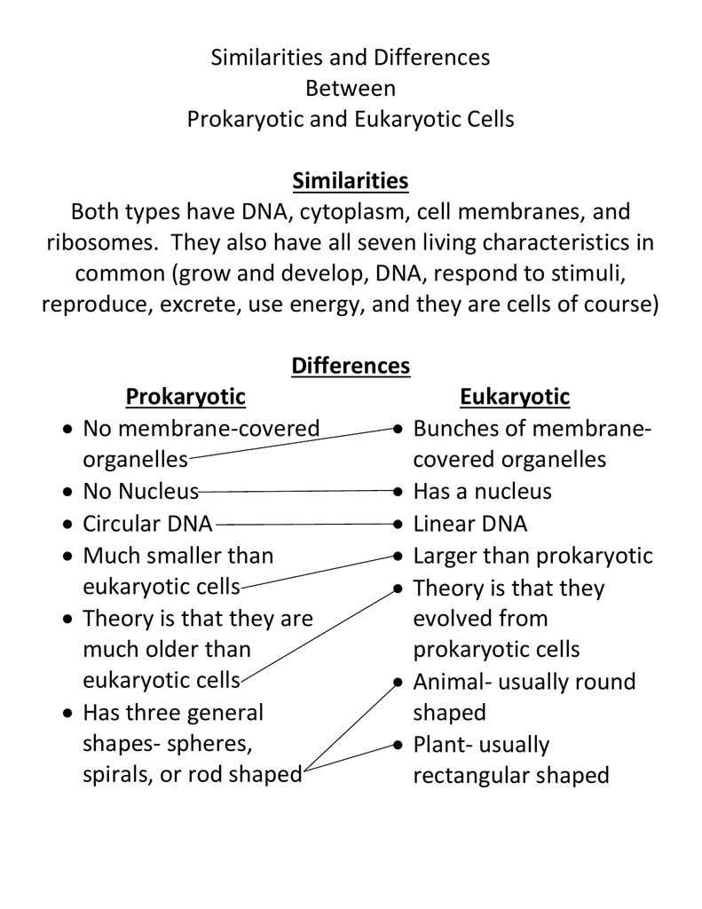 similarities and differences between prokaryotic and eukaryotic cells essay