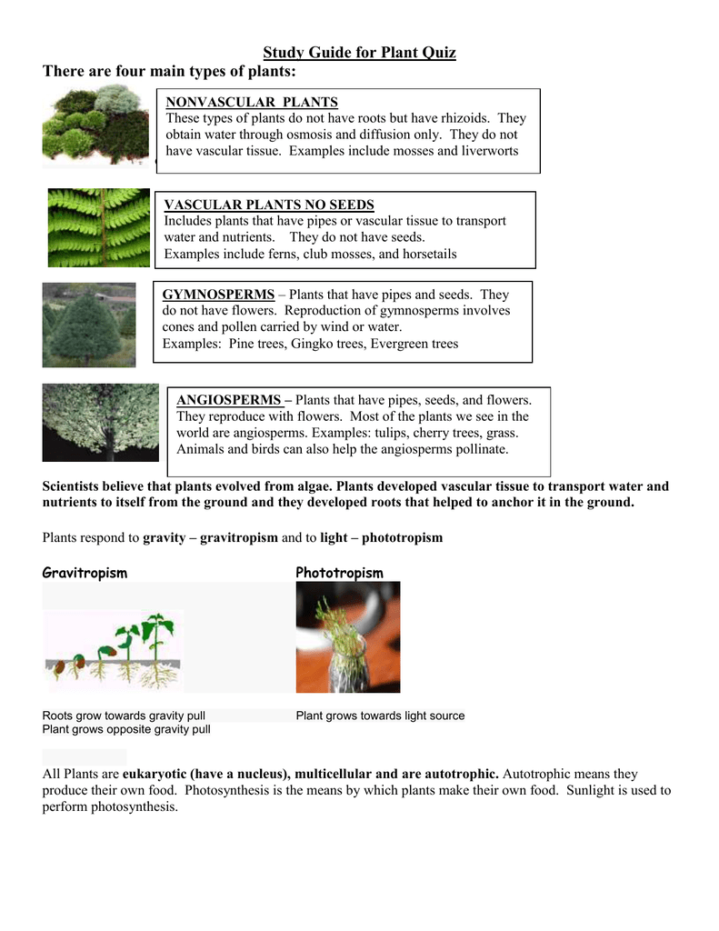 Study Guide for Plant Quiz