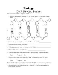 Biology DNA Review Packet