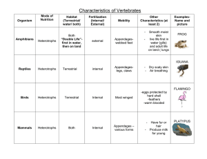 Characteristics of Vertebrates