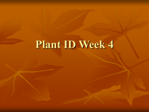 Plant ID Week 4