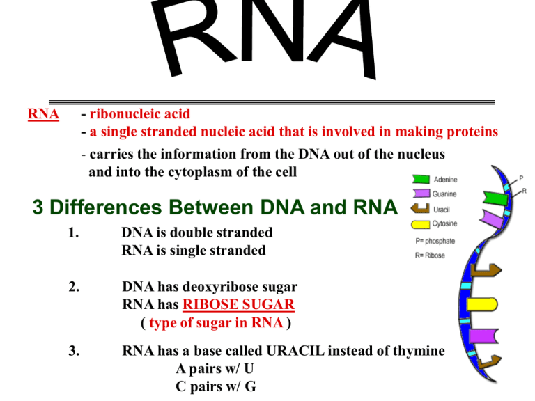 Differences Between Dna And Rna