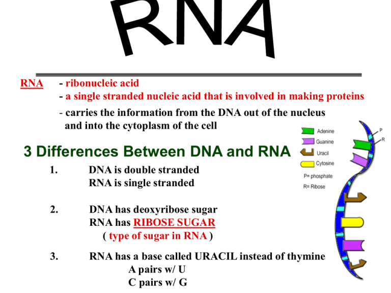 what-are-the-differences-between-dna-and-rna-owlcation