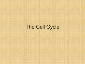 The Cell Cycle