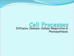 Diffusion, Osmosis, Cellular Respiration &amp; Photosynthesis