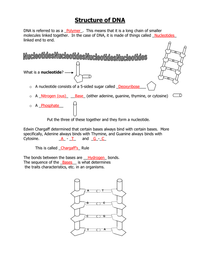 Chargaff s Rule Practice Worksheet Answer Key Ippazio Antonucci