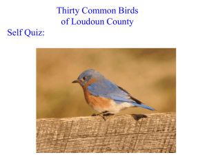 Thirty Common Birds of Loudoun County Self Quiz: