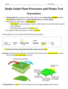 Study Guide Plant Processes and Plants Test Photosynthesis