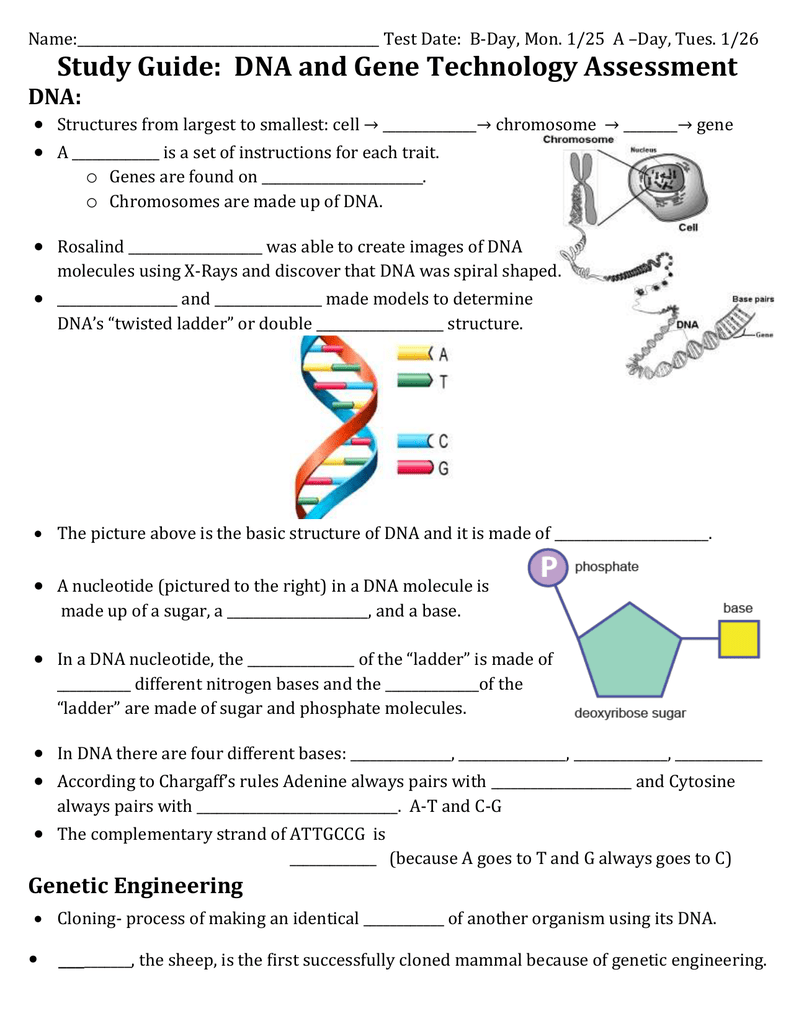 Study Guide Dna And Gene Technology Assessment Dna