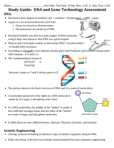 Study Guide:  DNA and Gene Technology Assessment DNA: 