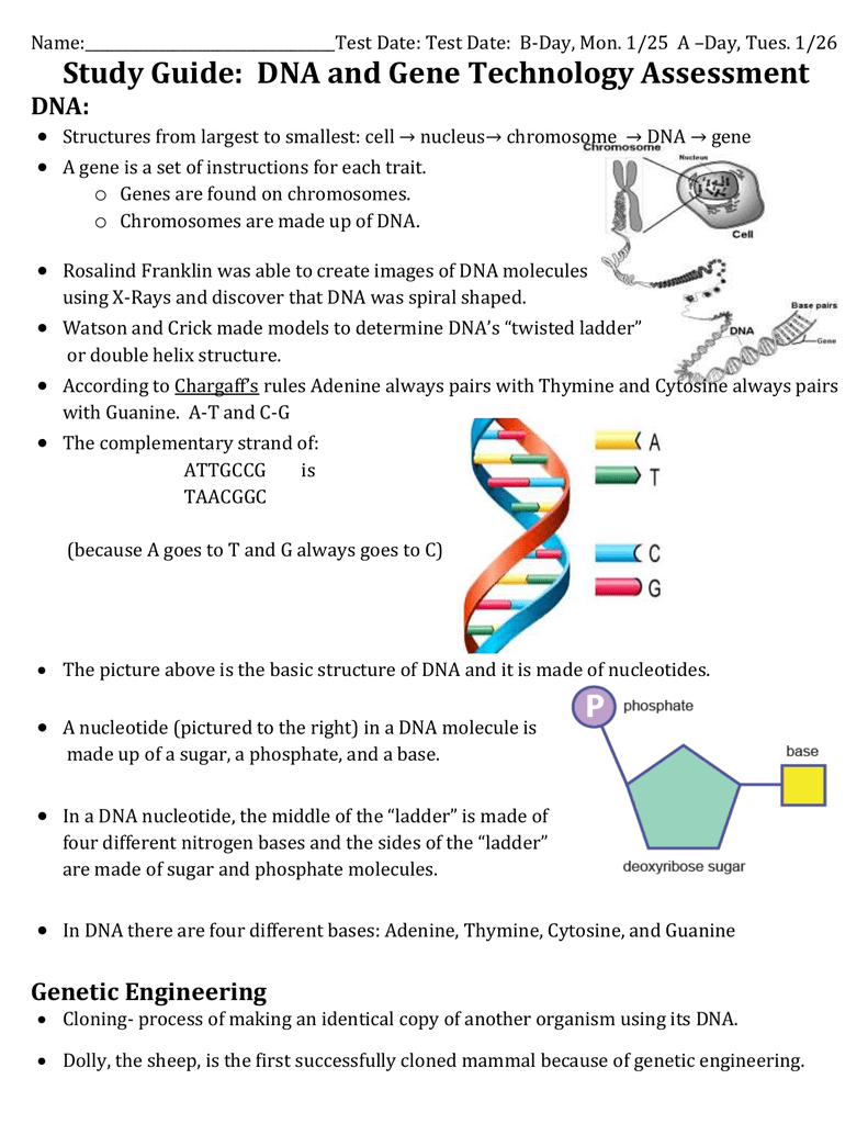 Study Guide Dna And Gene Technology Assessment Dna