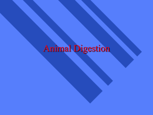 Animal Digestion
