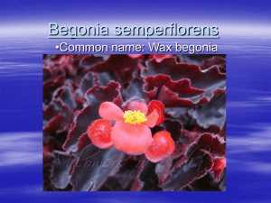 Begonia semperflorens •Common name: Wax begonia