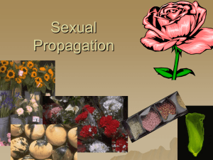Sexual Propagation