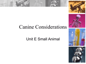 Canine Considerations Unit E Small Animal