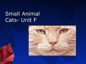 Small Animal Cats- Unit F