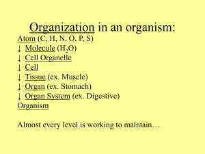 Organization in an organism: