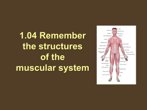 1.04 Remember the structures of the muscular system