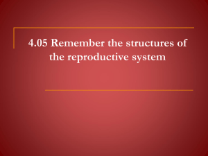 4.05 Remember the structures of the reproductive system