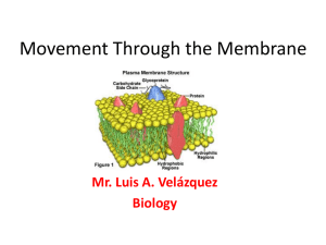 Movement Through the Membrane Mr. Luis A. Velázquez Biology