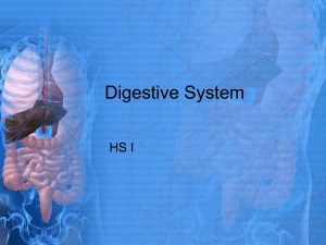 Digestive System HS I